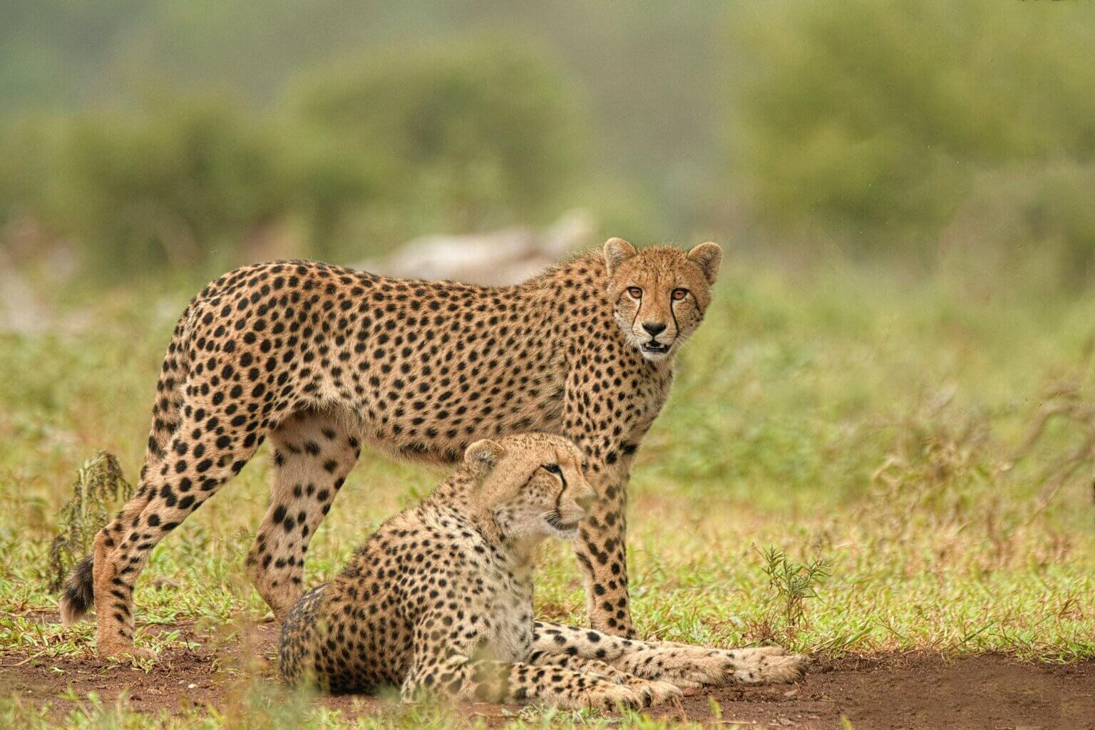 Kenya & Tanzania - escorted tour | Exotic Vacations