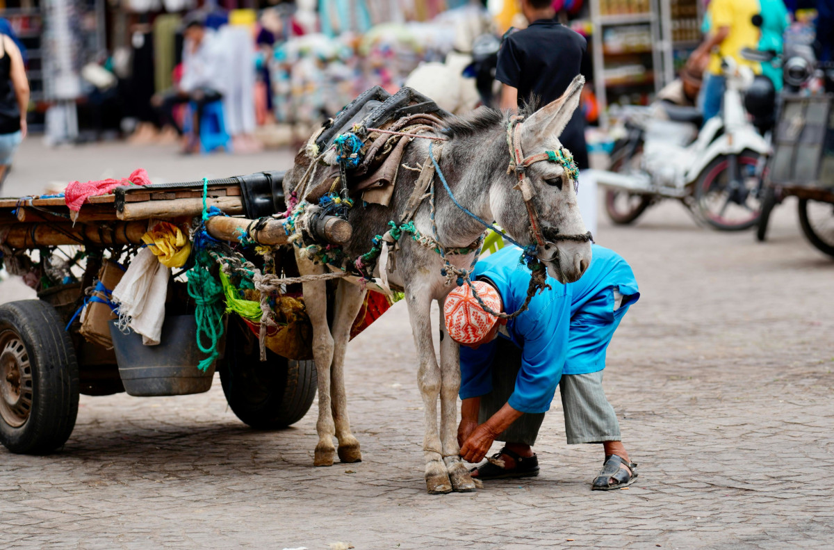 Morocco Express - escorted tour | Exotic Vacations
